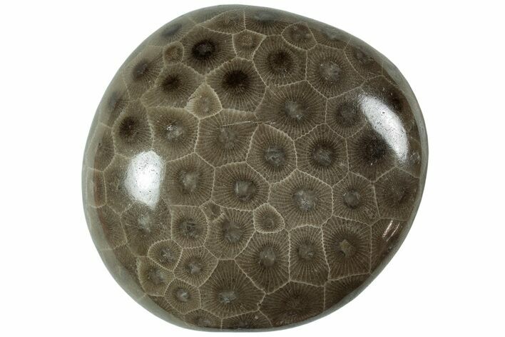 Polished Petoskey Stone (Fossil Coral) - Michigan #227528